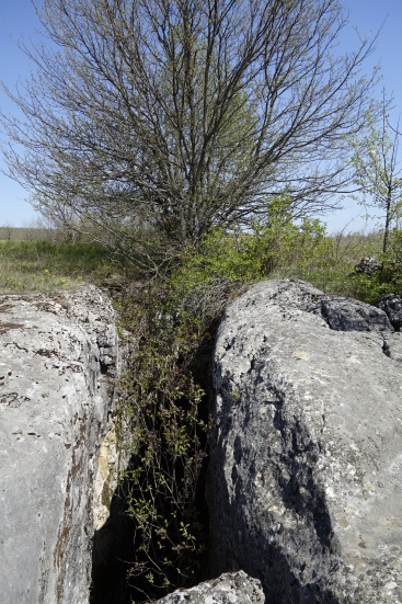 Povrchovka - skvosty v křovi´. No name..jpg